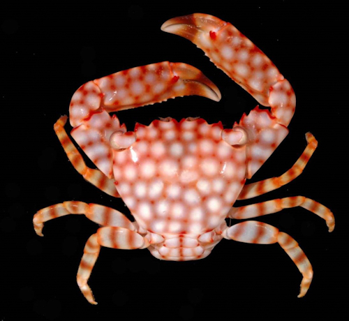 Crabs vs. sea stars – Author Interview