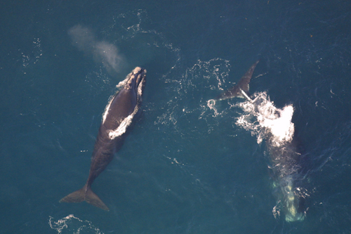 Vessel speed restrictions to protect North Atlantic right whales – Author Interview