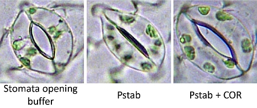 Research Updates – Coronatine in nonhost disease resistance in plants