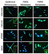 Free Cell Biology Publications in August