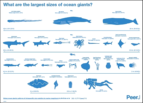 Giant sizing on sale