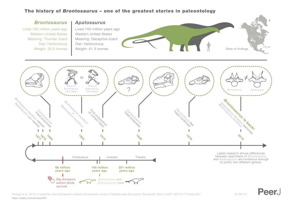 Brontosaurus infographics (by PeerJ) CC-BY