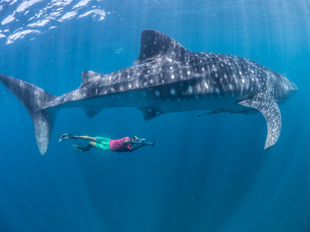 Christoph Roher taking a laser photogrammetry photo of a male whale shark's claspers, to determine size at maturity