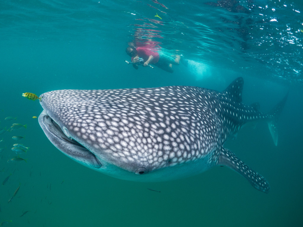 Chrisoph Rohner measuring a whale shark in Tanzania with laser photogrammetry