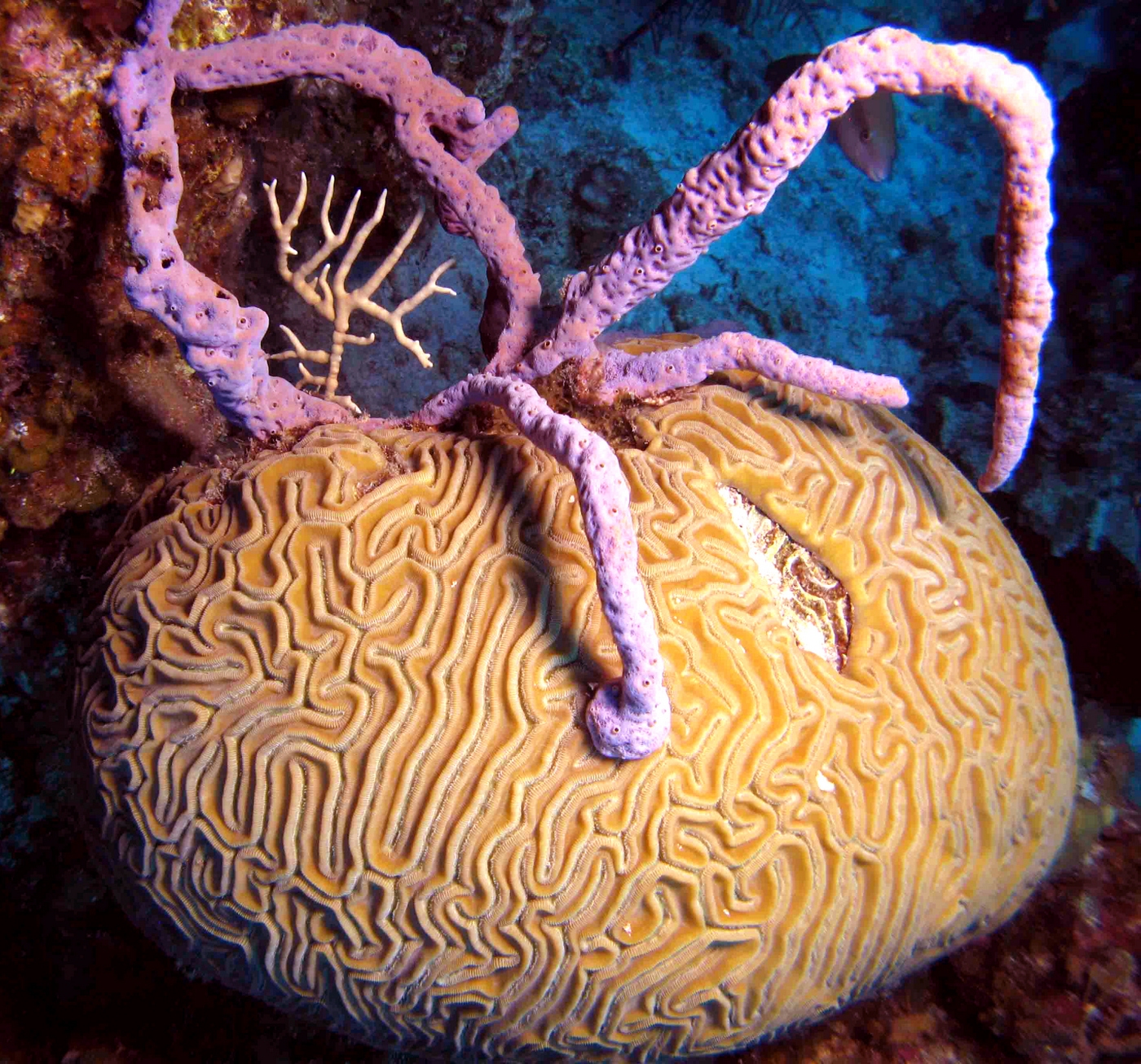  Brain coral (Diploria labyrinthiformis) overgrown and smothered by the lavender branching sponge Aplysina cauliformis. Photo credit: Joseph Pawlik, UNCW. CC BY 4.0.