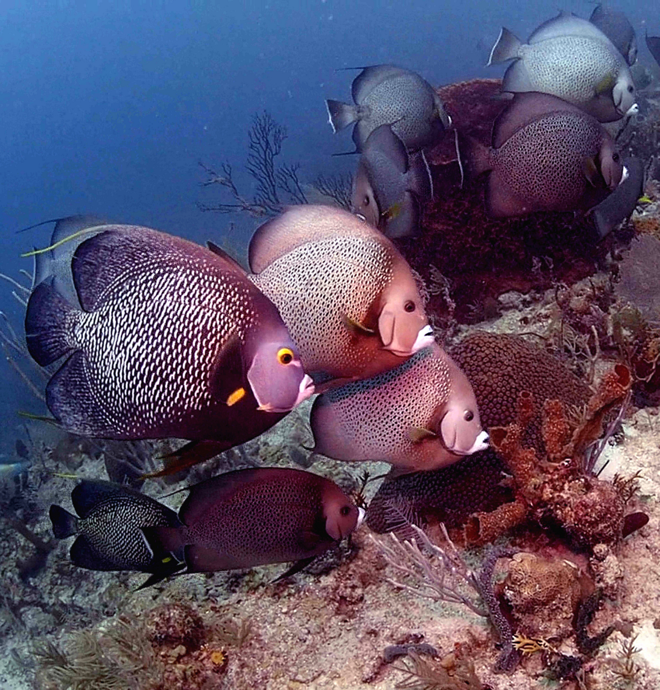 French and Gray angelfishes eating the tube sponge Callyspongia vaginalis. Photo credit: Joseph Pawlik, UNCW. CC BY 4.0.