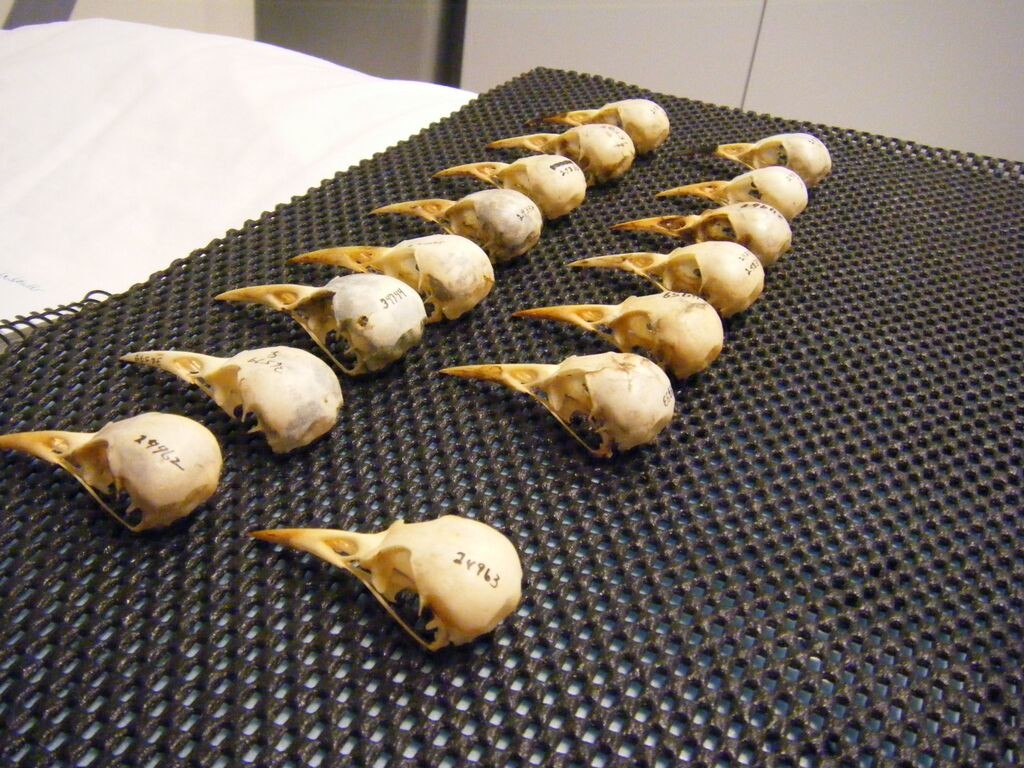 "We scanned two sets of great-tailed grackle skulls and learned from the first scan that it is better to arrange the skulls in fewer rows to reduce the depth of the scan, which reduces the overall file size." - CL