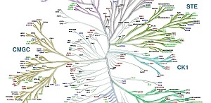 Detail of Fig 4 from "Kinome Render: a stand-alone and web-accessible tool to annotate the human protein kinome tree"