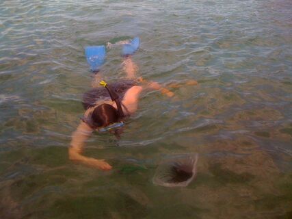 intrepid sea urchin collector