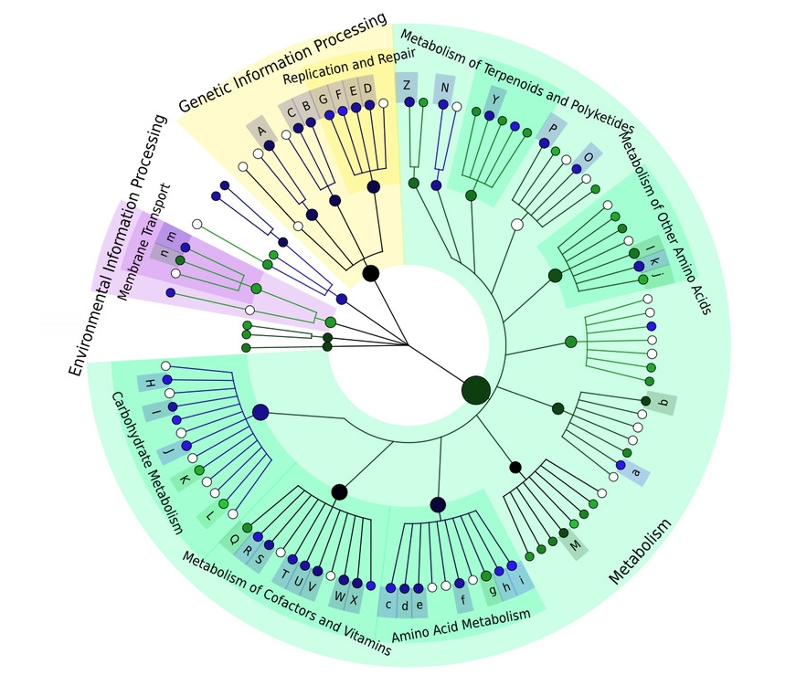 Fig 4 of ""Compact graphical representation of phylogenetic data and metadata with GraPhlAn" 