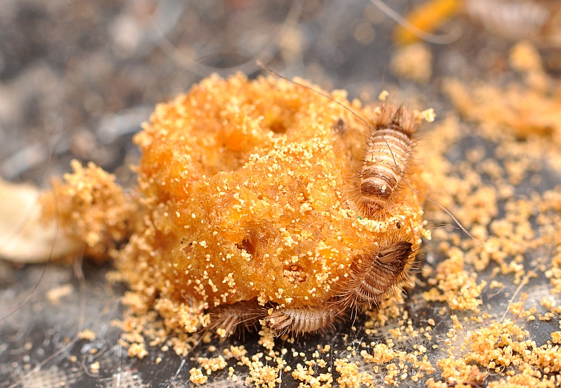 Carpet Beetle Larvae