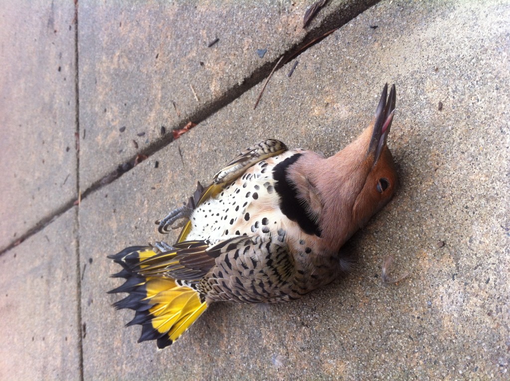 Northern Flicker