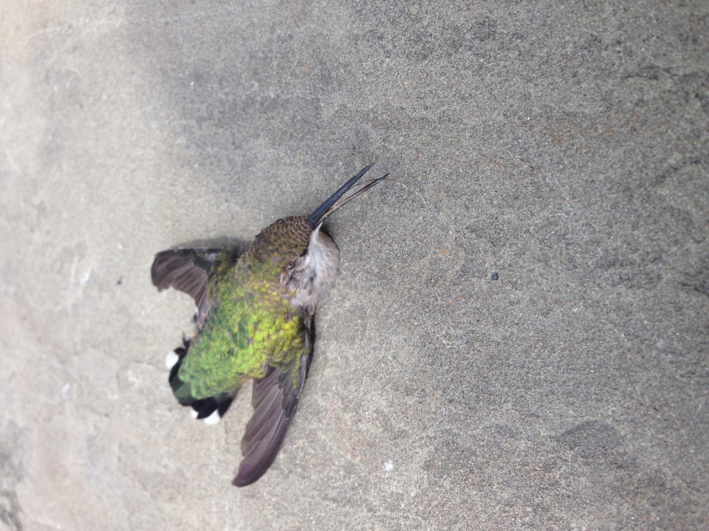 Ruby-throated Hummingbird
