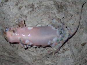 When grasped by a predator, fish-scale geckos lose not just their scales but also the skin underneath. This bizarre behavior is apparently very important in helping them escape. Image credit: F. Glaw