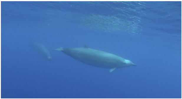 First underwater video footage of the True ́s beaked whale – Author ...