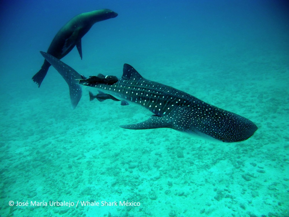 Whale shark journeys and habitats off the Gulf of California – Author Interview with Deni Ramirez-Macias