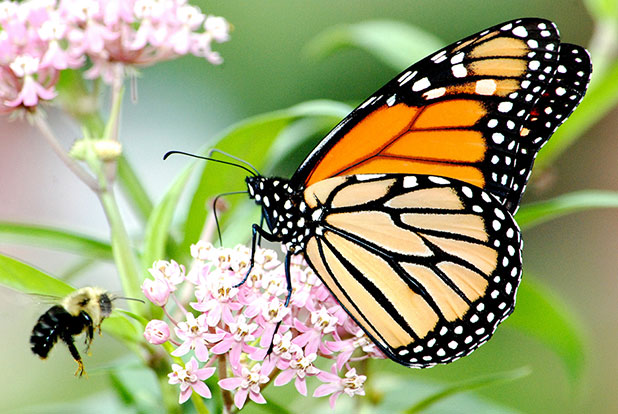 Monarch  Butterfly Conservation