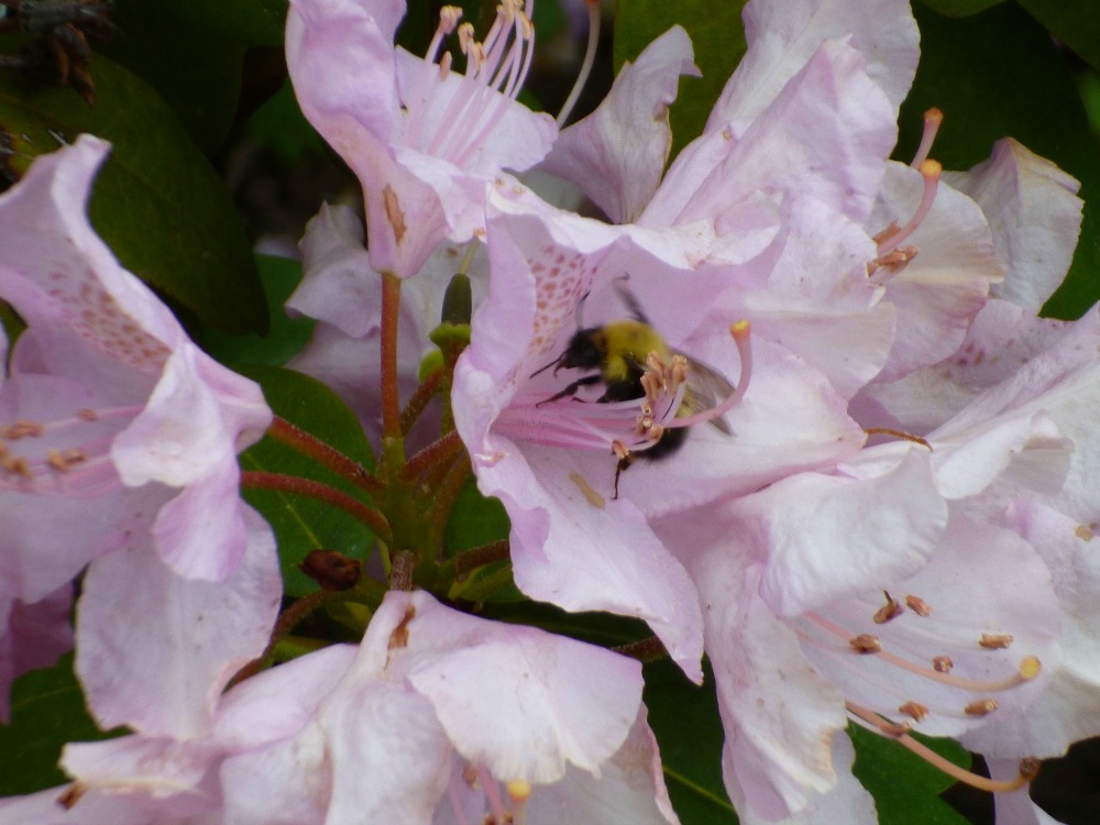 Pollen extracts increase the growth of bumble bee parasites – Author interview with Evan Palmer-Young