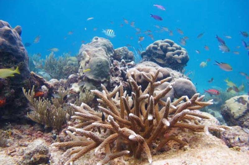 New Literature Review: Time to cash in on positive interactions for coral restoration – Author Interview