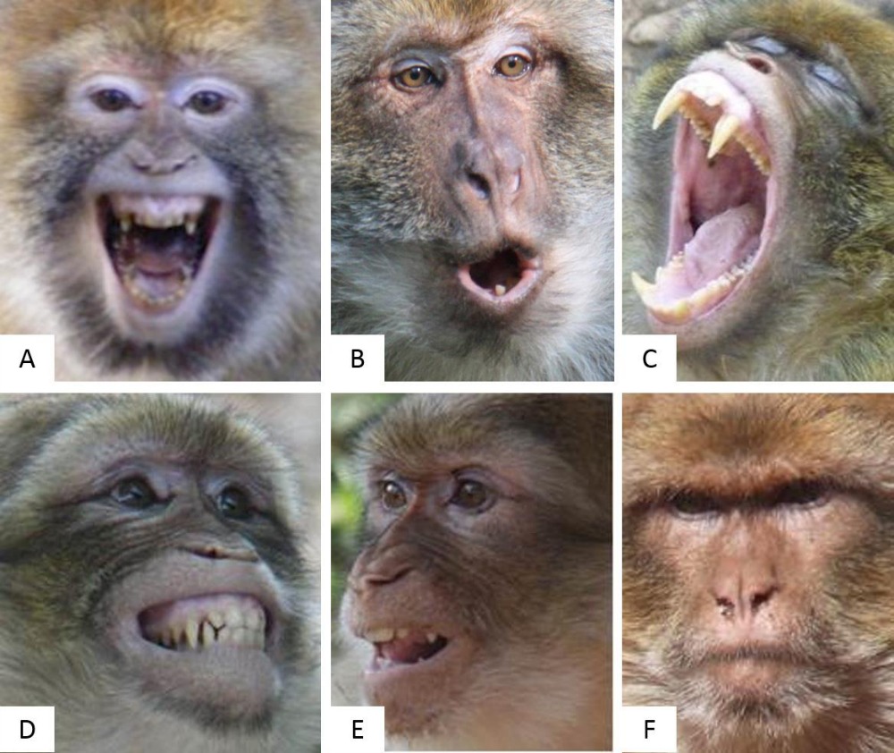 Friendly, aggressive or distressed? How humans perceive facial expressions in Barbary macaques