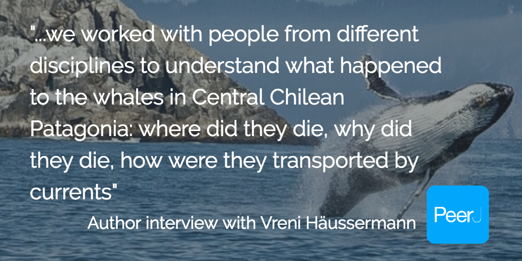 What Triggered The Largest Recorded Baleen Whale Mass Mortality Event Author Interview With Vreni Haussermann Peerj Blog