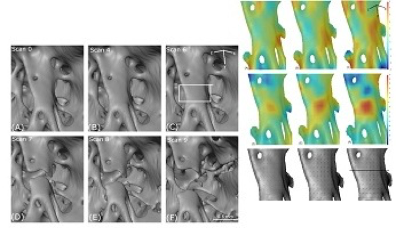 Predicting the load-bearing capabilities of bones – Author interview with Zartasha Mustansar