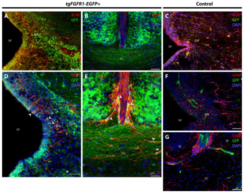 Fibroblast Growth Factor signaling in mice – Author interview with Karen Müller Smith