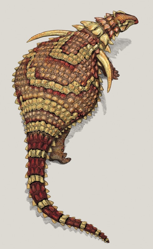 Life reconstruction of the armoured dinosaur Borealopelta markmitchelli in dorsal (bird’s eye) view, showing the shape and position of the bony armour (osteoderms). Artist Julius Csotonyi. Image courtesy of the Royal Tyrrell Museum of Palaeontology, Drumheller, Alberta.