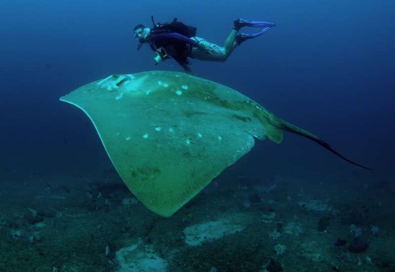 Researchers develop photographic identification methods for monitoring the movement of the mysterious but massive smalleye stingray