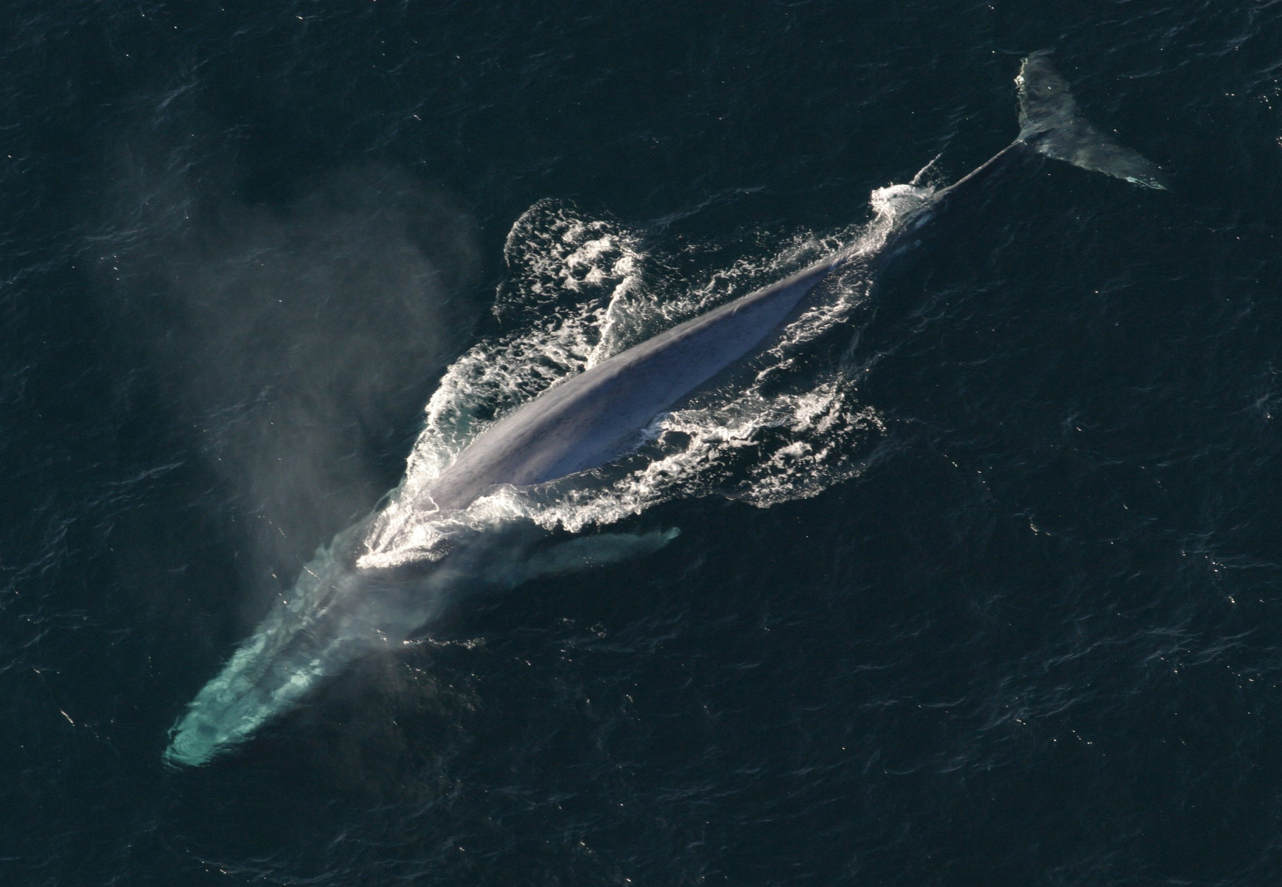 Insights into the kinematics of blue whale surface foraging through drone observations and prey data: Author Interview with Leigh Torres