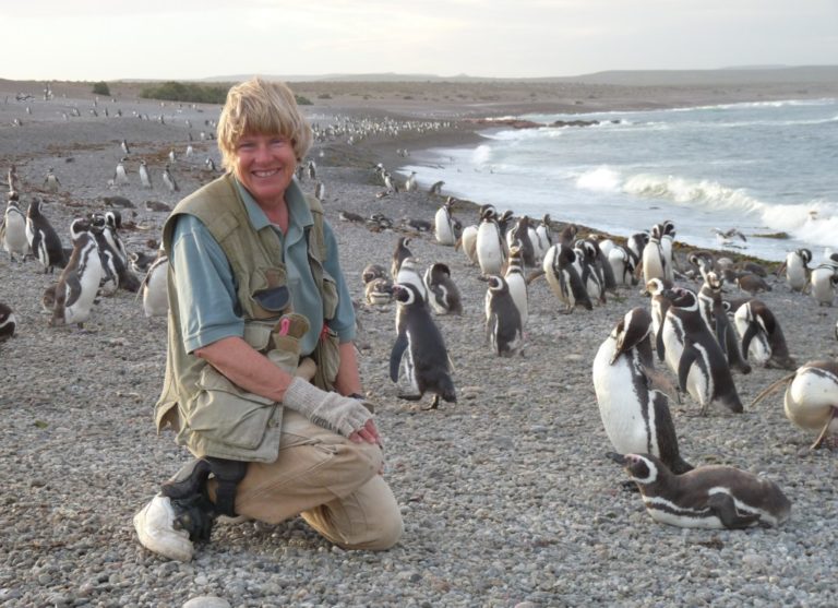 World Penguin Day: Dr. Dee Boersma shares her knowledge (from 50 years