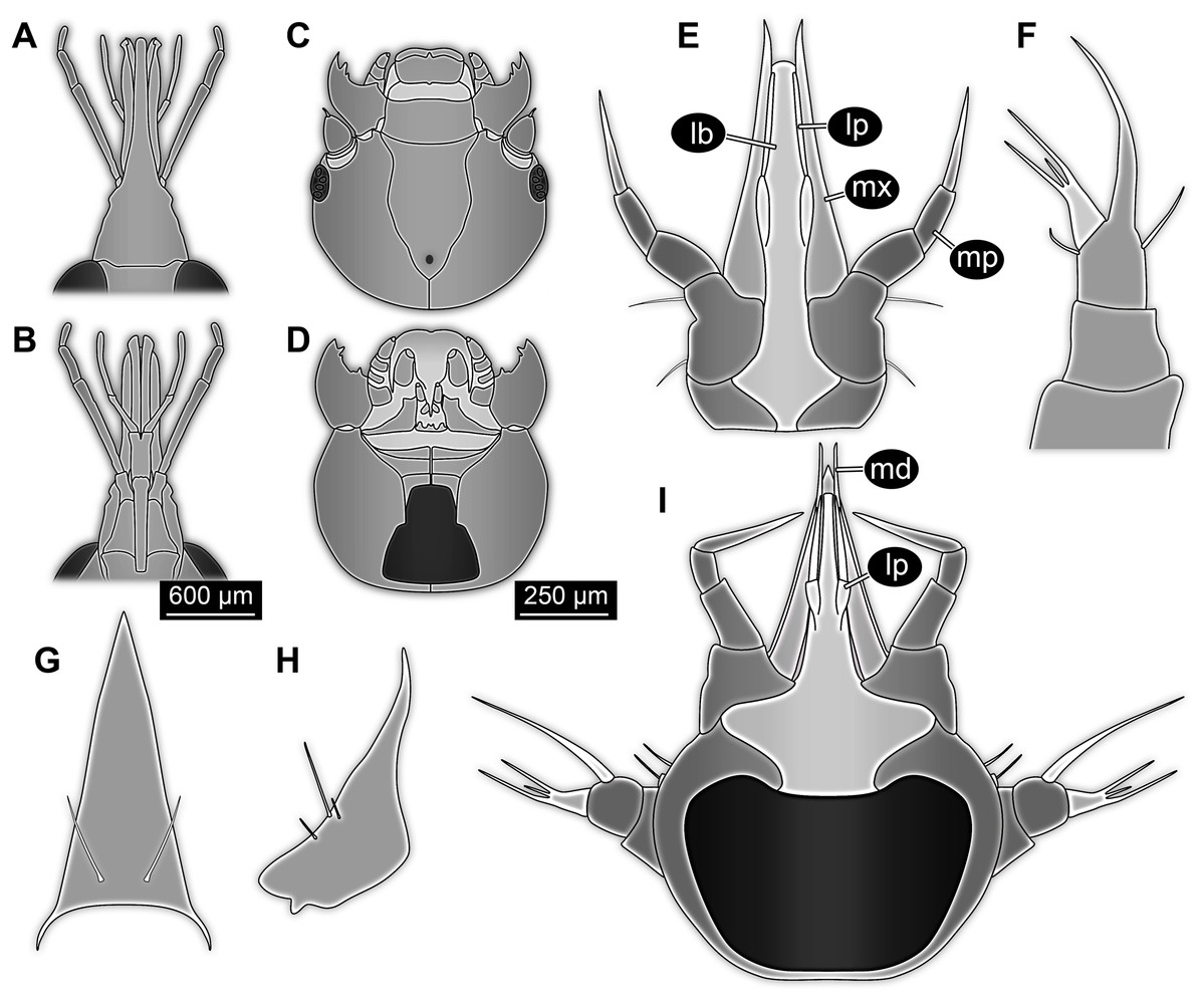 A strange new holometabolan larva with beak-like mouthparts: Author Interview with Joachim Haug