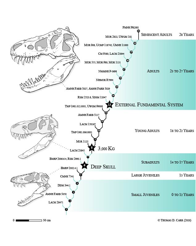 tyrannosaurus rex period