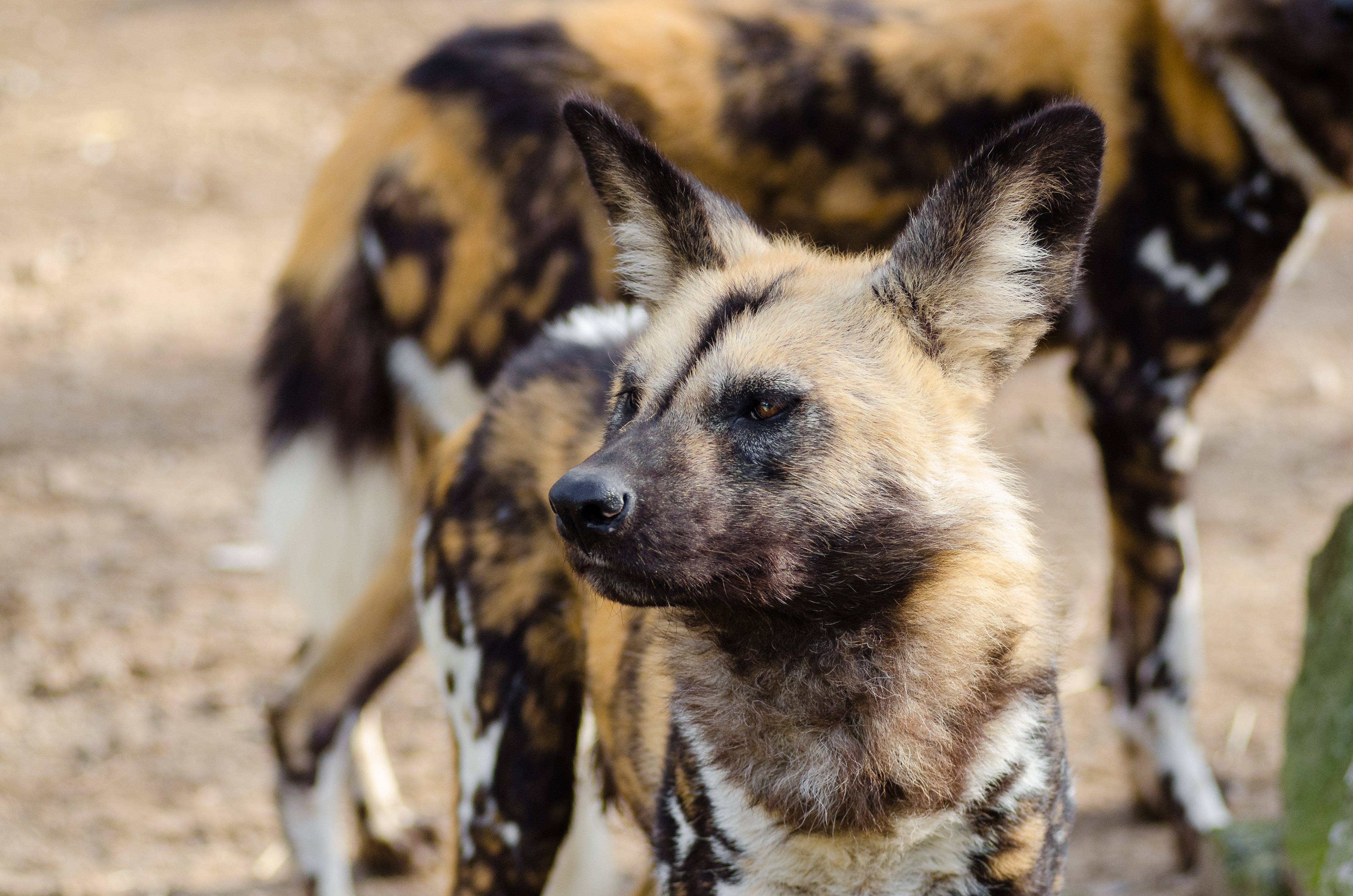 African Wild Dog Fact Sheet, Blog, Nature