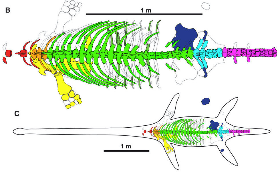 Author Interview: A new elasmosaurid (Sauropterygia: Plesiosauria) from the non-marine to paralic Dinosaur Park Formation of southern Alberta, Canada