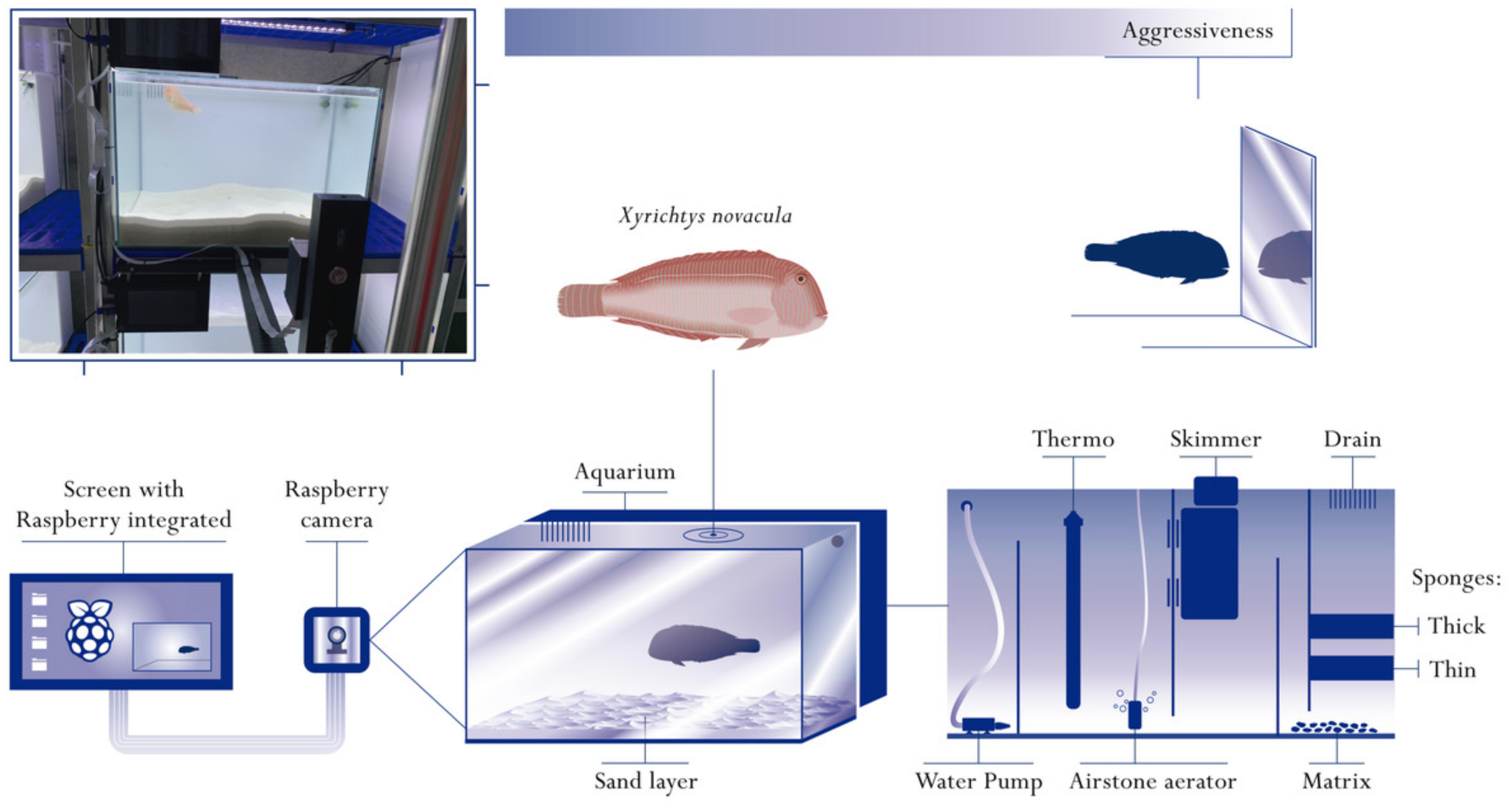 Author Interview: Aggressiveness-related behavioural types in the pearly razorfish