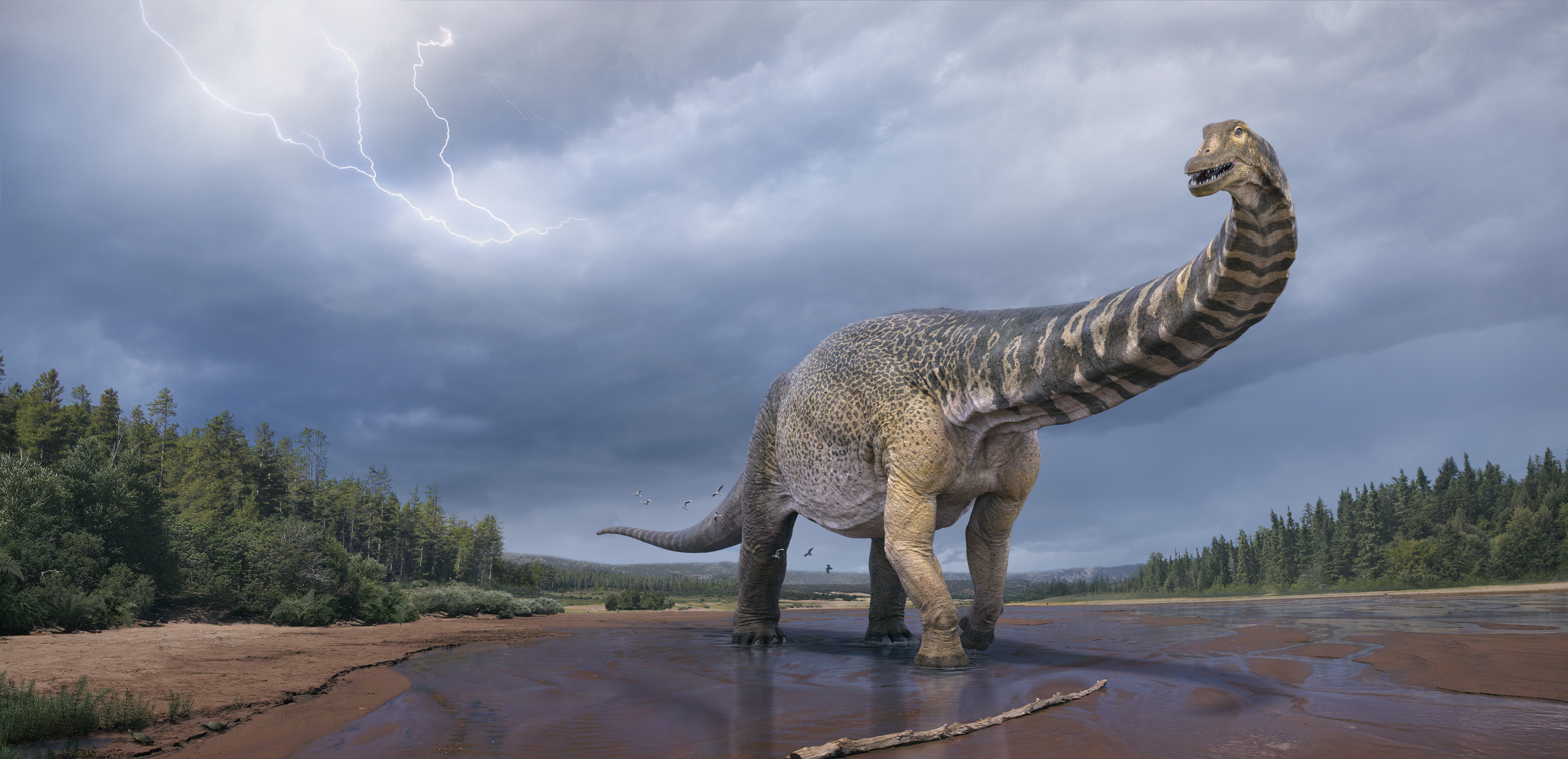 PeerJ talks to Dr. Scott Hocknull about a new giant sauropod, Australotitan cooperensis