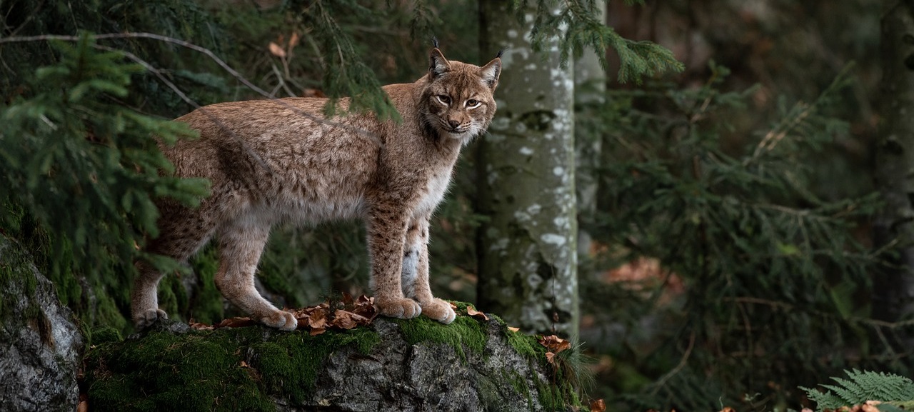 Imogene Cancellare discusses population structure in Texas bobcats