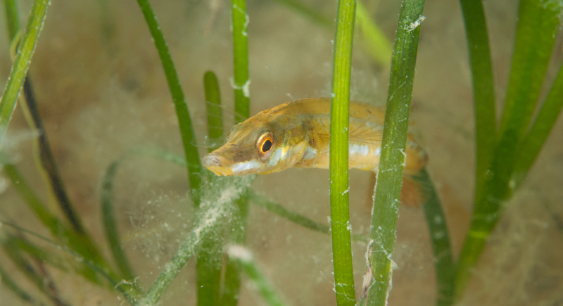 World Seagrass Day – What is it all about?