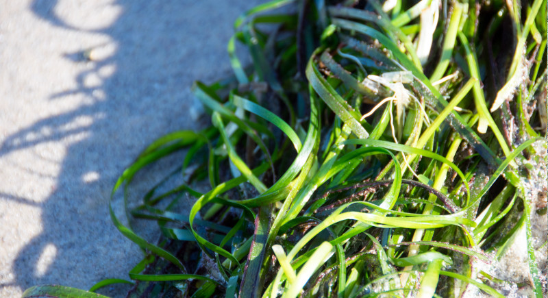 Happy World Seagrass Day!