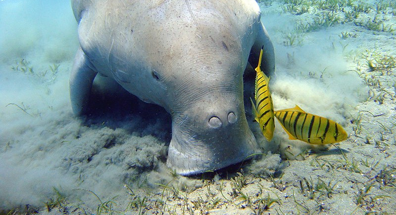 World Seagrass Day – What is it all about?