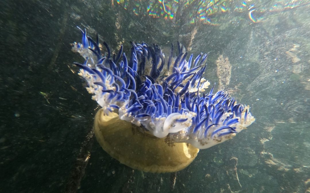 Author Interview: Characterization of the populations of upside-down jellyfish in Jardines de la Reina National Park, Cuba