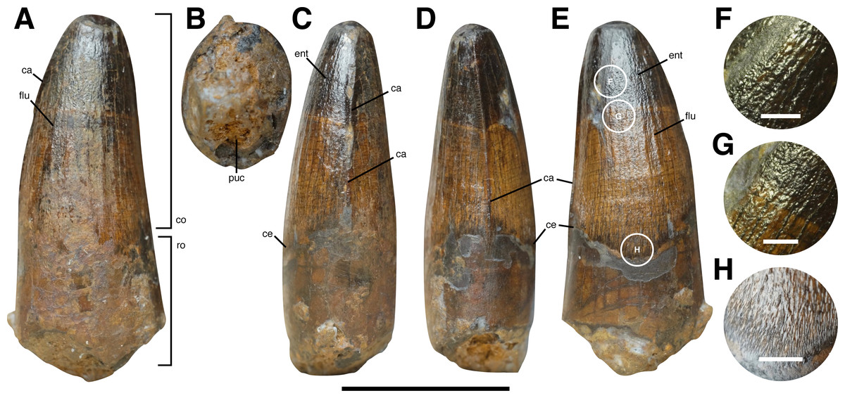 Author Interview: Spinosaur Britain – Multiple different species likely roamed Cretaceous Britain