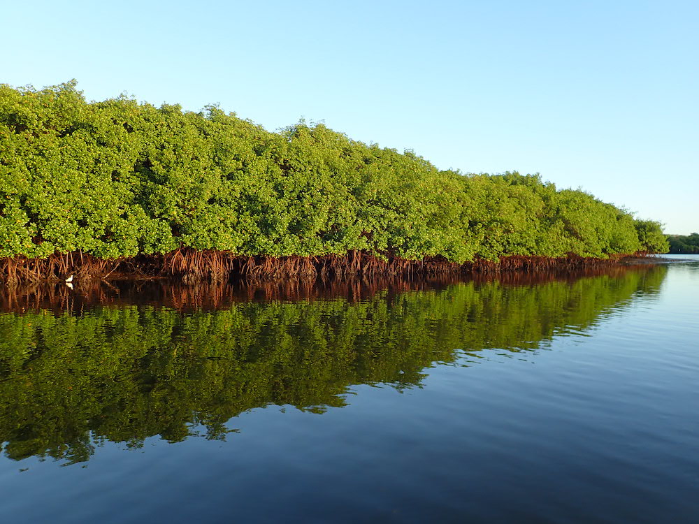 Author Interview: Mapping seahorses in a Brazilian estuary: mangrove structures as key predictors for distribution and habitat preference