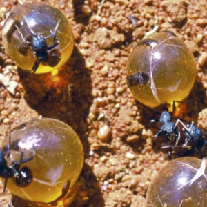 Australian ant honey inhibits tough pathogens, new research shows