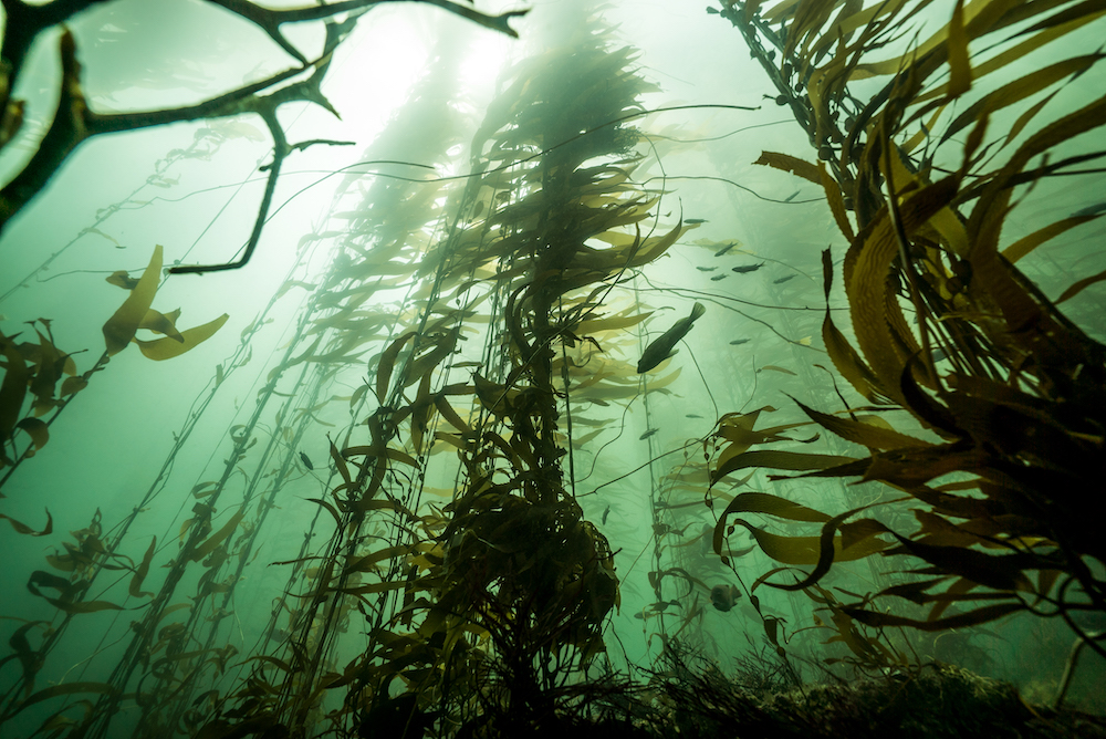KelpForest_CreditBenFiscellaMeissner (1)