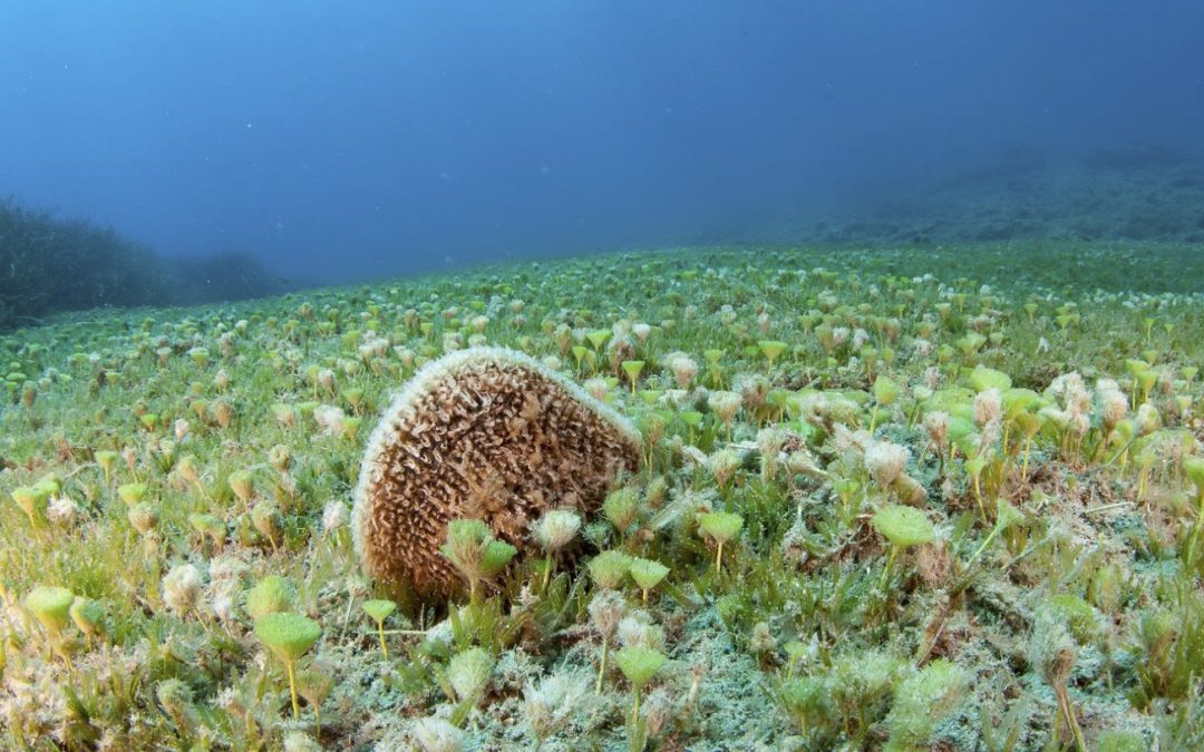 Author Interview: Insights on Pinna nobilis genetic connectivity in the Eastern Mediterranean Sea