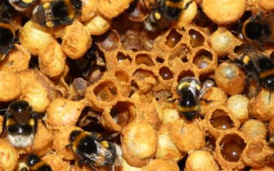Article Spotlight: Identification of fungi isolated from commercial bumblebee colonies