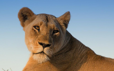 Article Spotlight: Catcalls: Exotic cats discriminate the voices of familiar caregivers