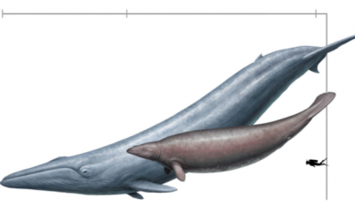 Article Spotlight: Downsizing a heavyweight: factors and methods that revise weight estimates of the giant fossil whale Perucetus colossus